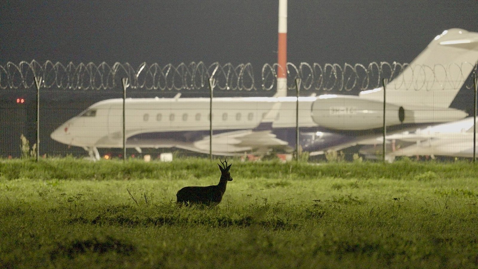 Paukščių baidyklės