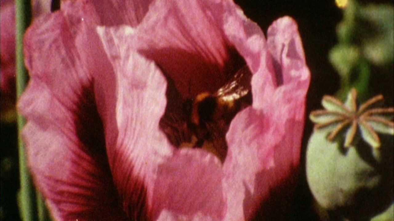 Nepripažintos režisierės eksperimentai: „Meno avilys“ kviečia į Margaret Tait kūrybai skirtą renginį