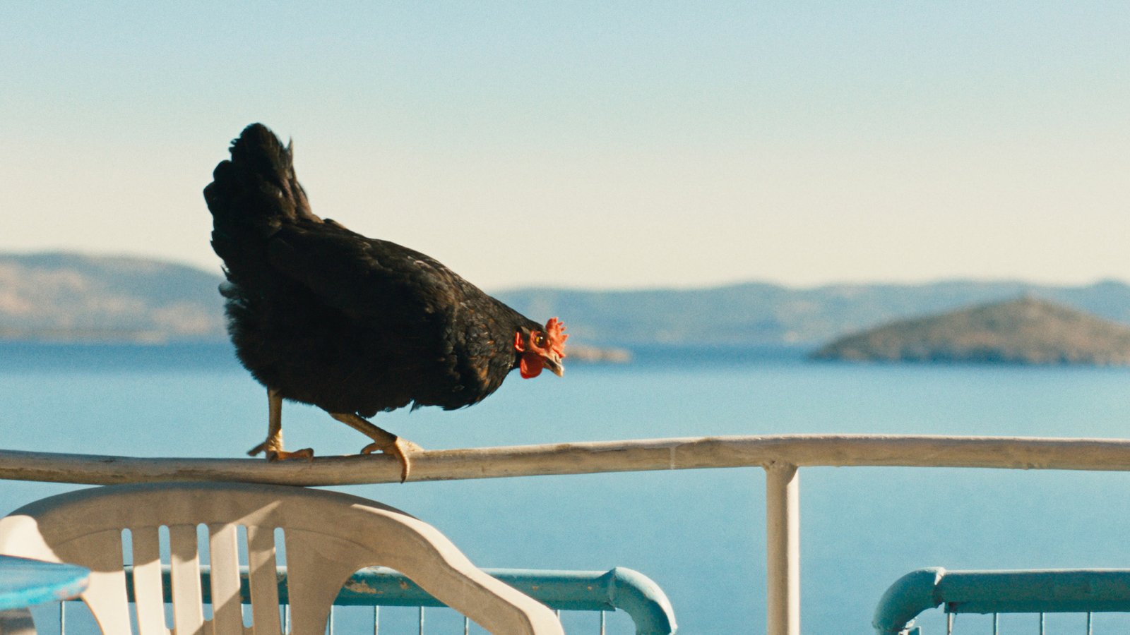 Velykiniu laikotarpiu į kino ekranus pasibels nenuorama „Vištelė“: ją vaidino aštuonių vištų trupė